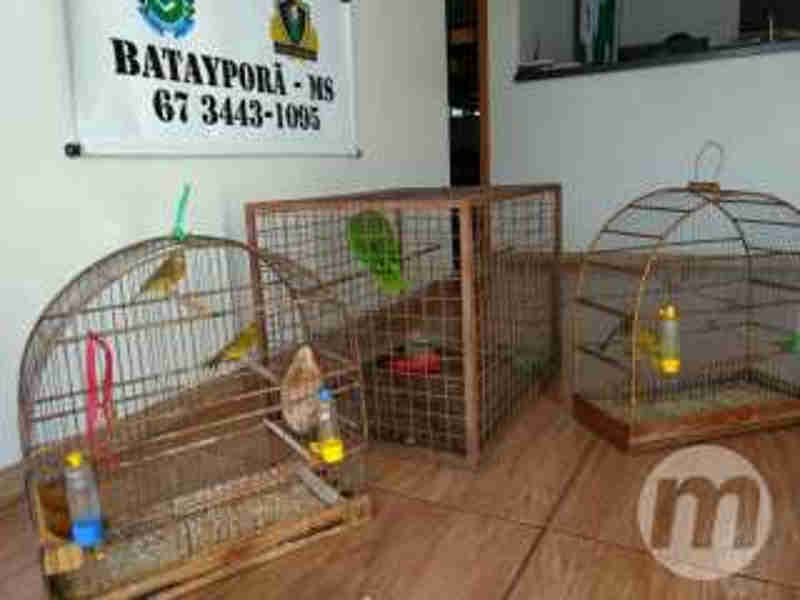 Homem é multado em R$ 2,5 mil por manter cativeiro de canários e papagaios, em Nova Andradina, MS