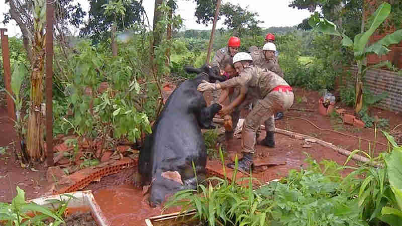 Vaca cai em fossa e é resgatada pelos bombeiros em MT; veja vídeo
