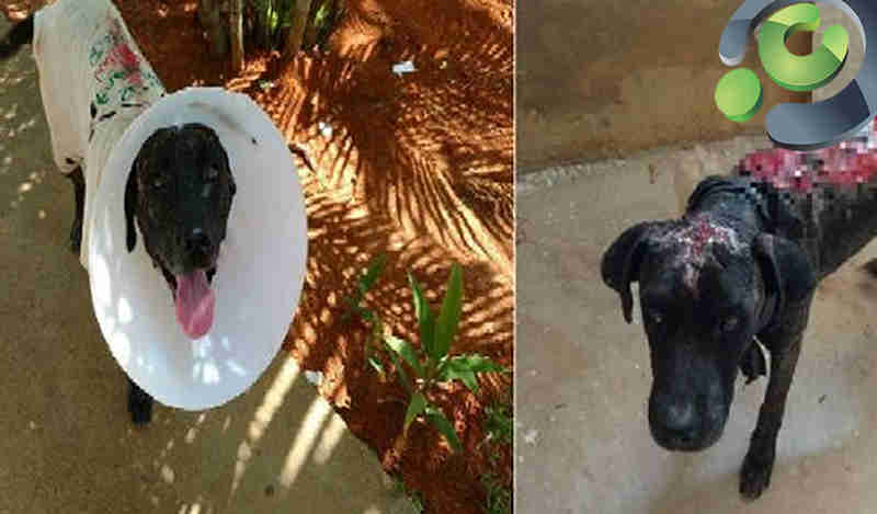 Cachorro teve corpo queimado em ataque com óleo diesel se recupera e é adotado no MT