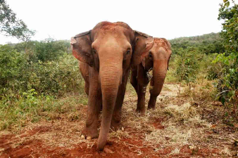 Santuário cresceu mais de 18 vezes e elefantas engordaram 500kg em um ano