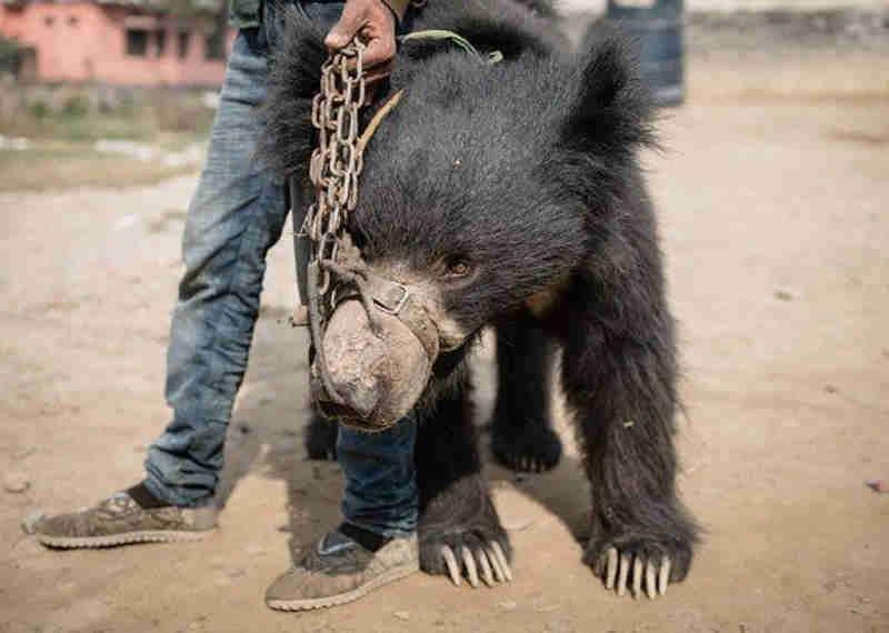 Dois últimos ‘ursos dançarinos’ são resgatados no Nepal