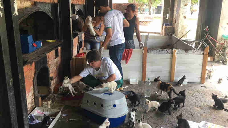 CCZ resgata 90 gatos em situação de abandono em Belém, PA