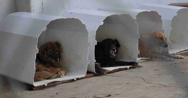 Zoonoses de Campina Grande (PB) realiza 70 castrações de cães e gatos por semana