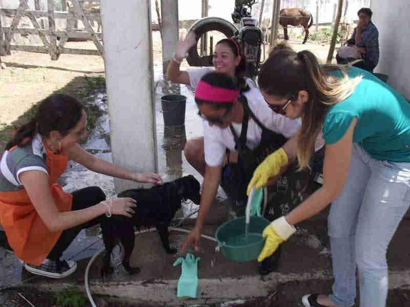 Centro de Zoonoses de Campina Grande (PB) é acusado de impedir atuação de voluntários