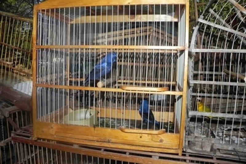 Polícia resgata mais de cinquenta aves e prende e três homens em Santa Rita, PB