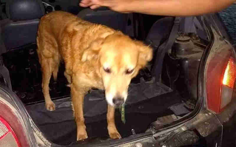 Idoso é acusado de abusar sexualmente de cadela em Pernambuco