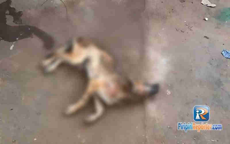 Cães são encontrados mortos por estrangulamento no Piauí
