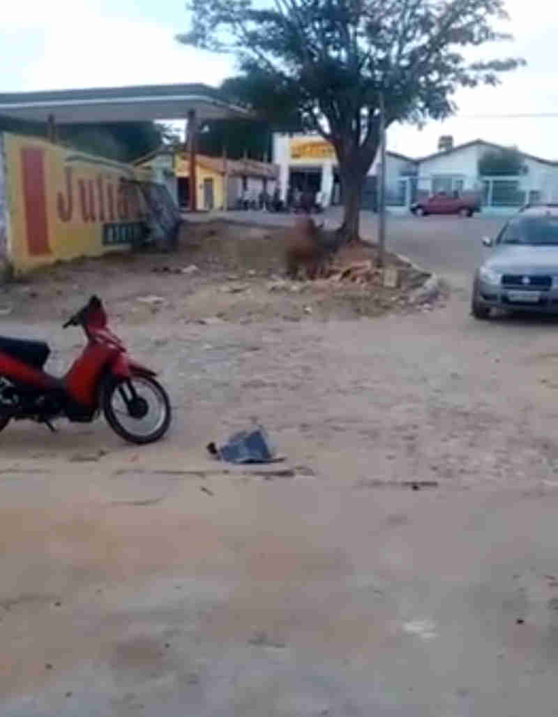 Homem é flagrado praticando zoofilia em praça pública no interior do Piauí