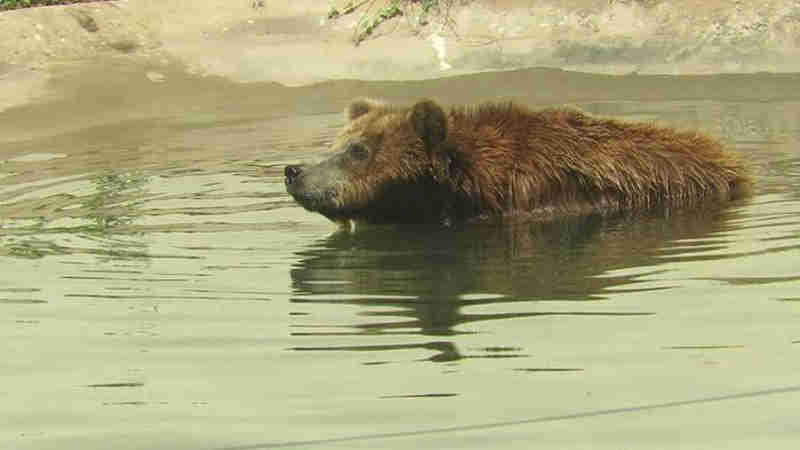 Juiz cassa liminar e mantém ursa Marsha no Parque Zoobotânico, em Teresina, PI
