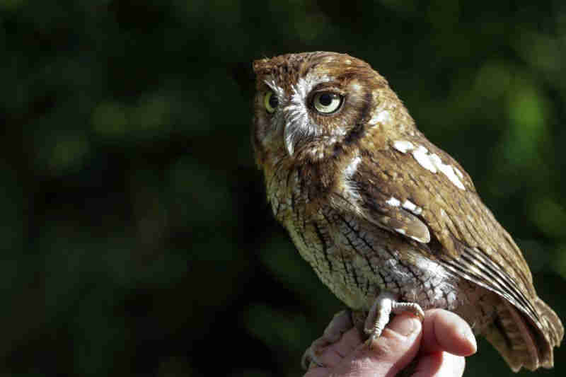 GNR apreendeu 164 aves em ação de fiscalização e proteção da vida selvagem em Portugal
