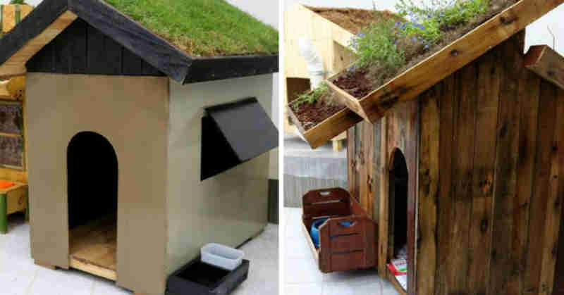 Alunos de engenharia constroem incríveis casas sustentáveis para cachorros
