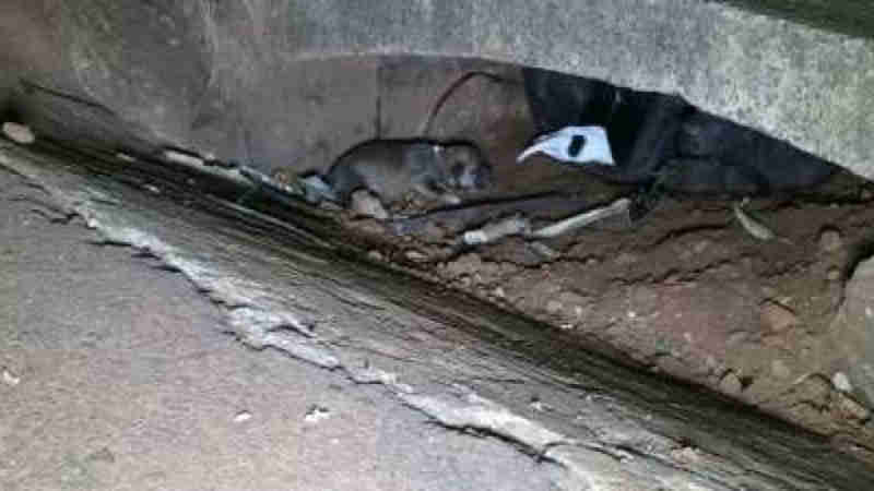 Bombeiros resgatam cachorros em bueiro no Bairro Santa Cruz, em Cascavel, PR