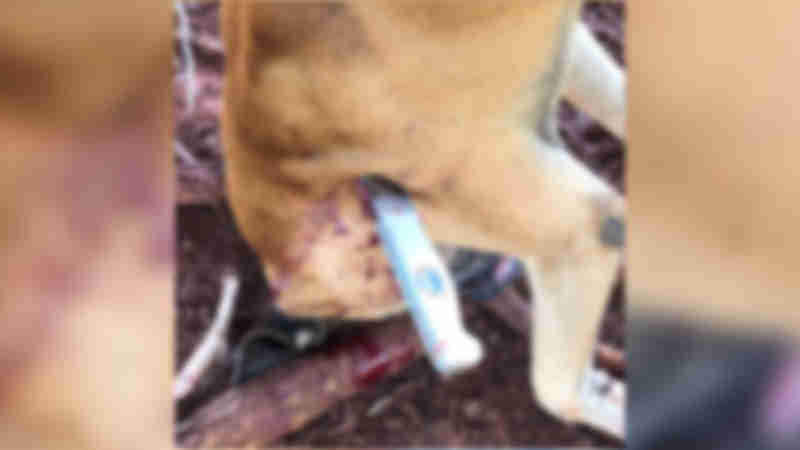 Cão é morto de forma brutal em Céu Azul, PR