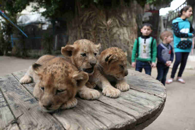 Zoológico de Gaza coloca três filhotes de leão à venda