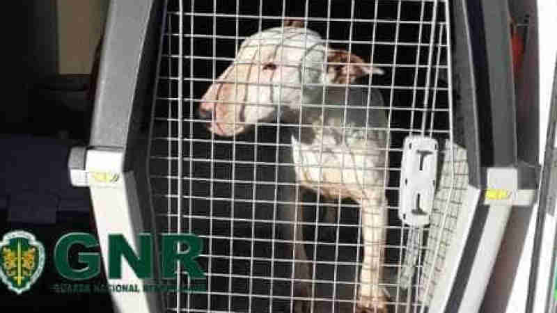 Portugal: GNR resgata cão alvo de maus tratos e abandono em Sintra, Portugal