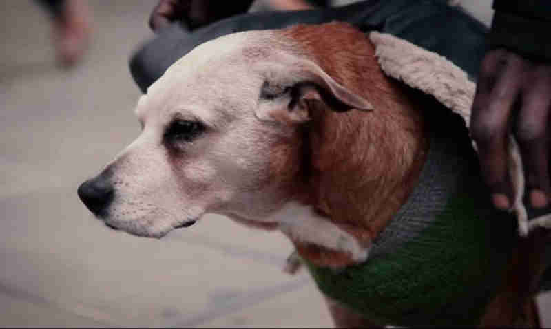 Associação dá casacos a cães de moradores de rua no Reino Unido