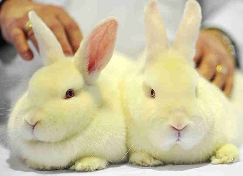 Lei proíbe uso de animais para testes de cosméticos no RJ