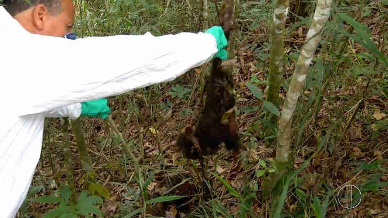 Oito macacos e dois micos são encontrados mortos em menos de uma semana na zona rural de Teresópolis, RJ; área é monitorada