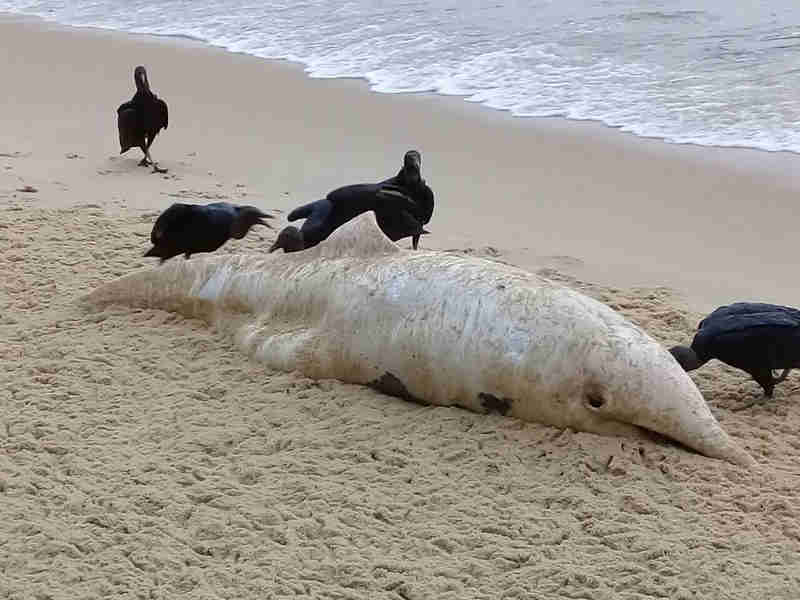 Golfinho é encontrado morto na Praia do Leste, em Angra dos Reis, RJ