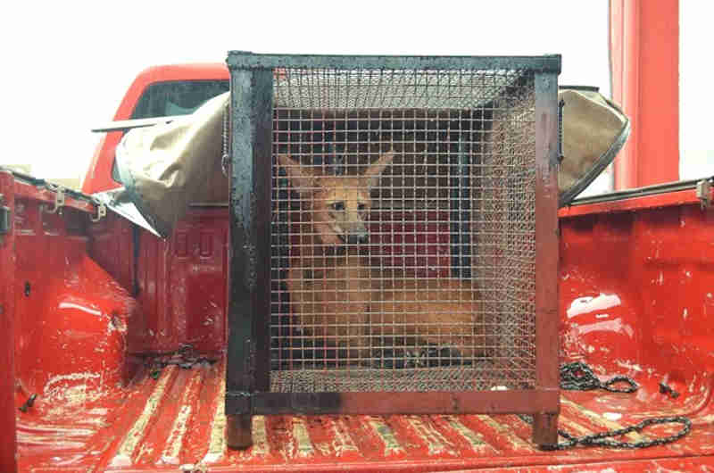 Lobo-guará resgatado em área urbana de Vilhena (RO) é solto em reserva indígena do MT; veja vídeo