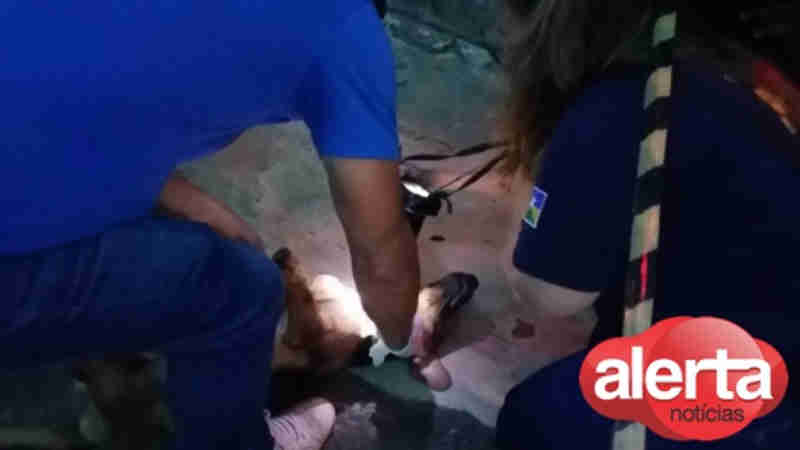 Vizinho é suspeito de executar cachorro com tiro fatal de espingarda de pressão em Ariquemes, RO