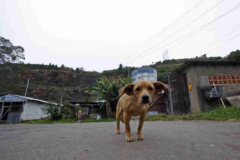 Sacrifício de cães só poderá ser realizado a partir de janeiro, em Porto Alegre, RS