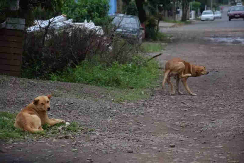 Aumenta número de animais abandonados nessa época do ano, em Venâncio Aires, RS