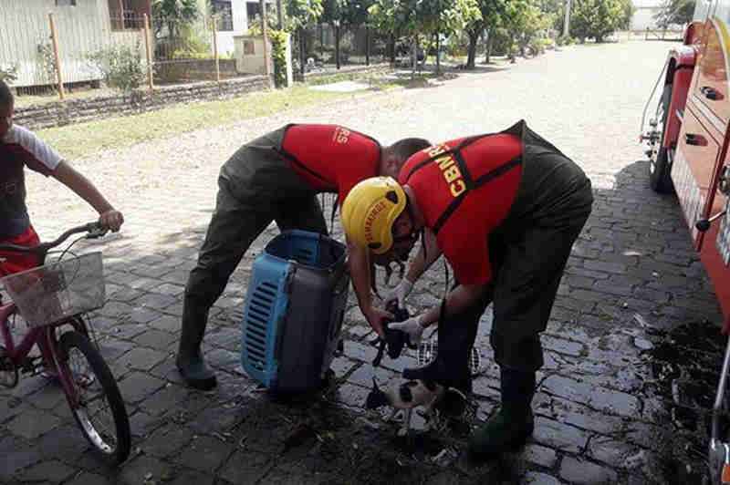 Bombeiros resgatam filhotes de cachorro caídos em esgoto em Venâncio Aires, RS
