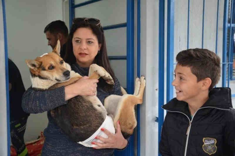 Centro de Bem Estar Animal faz mutirão de castração de cachorros de rua em Caçapava do Sul, RS