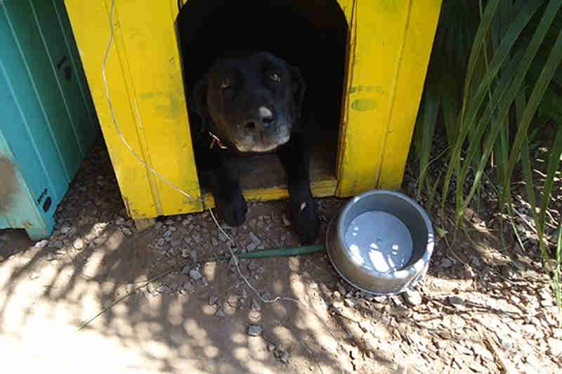 Veterinários encontram chumbo em pata de cão resgatado em Santa Cruz do Sul, RS
