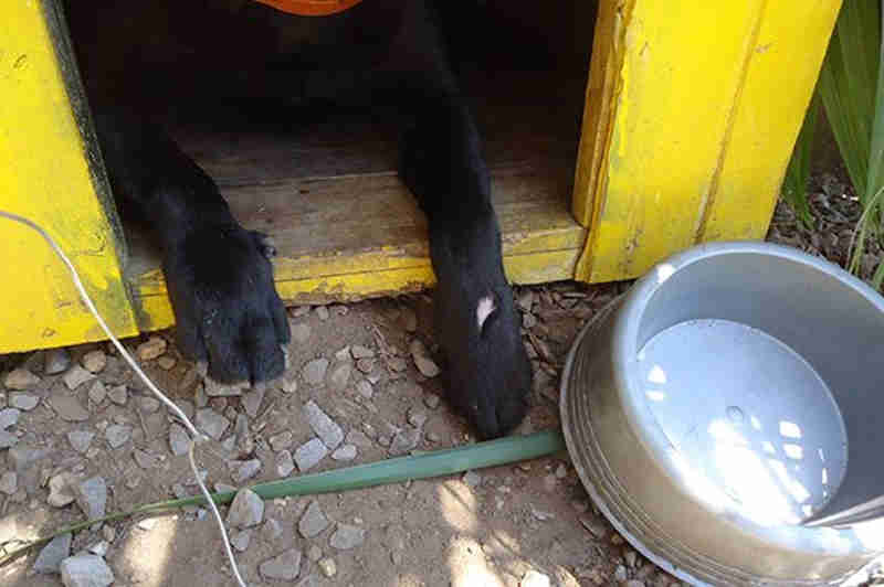 Polícia Civil resgata cão agredido com pauladas e chutes em Santa Cruz do Sul, RS