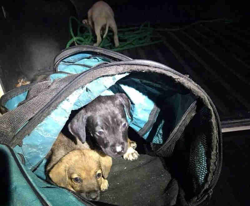 Filhotes de cachorro são encontrados trancados dentro de mala em Navegantes, SC