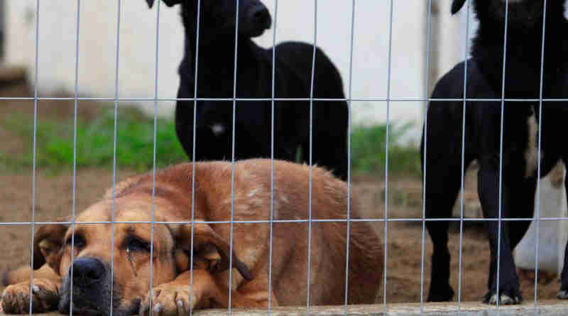 MP entra com pedido para reativar o Centro de Bem Estar Animal em Joinville, SC