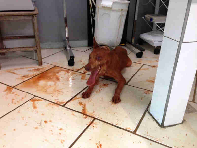 Cão é resgatado de poço de 18 metros após sitiante ouvir latidos em Araraquara, SP