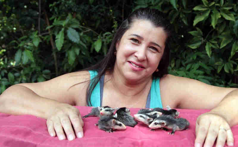 Campineira acha 7 gambás filhotes, pede ajuda para internet e eles sobrevivem