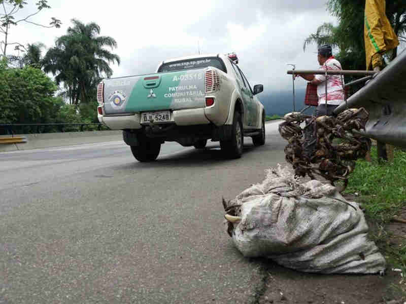 Pescador é multado em R$ 10 mil e quase 100 caranguejos são devolvidos ao mangue em Cubatão, SP