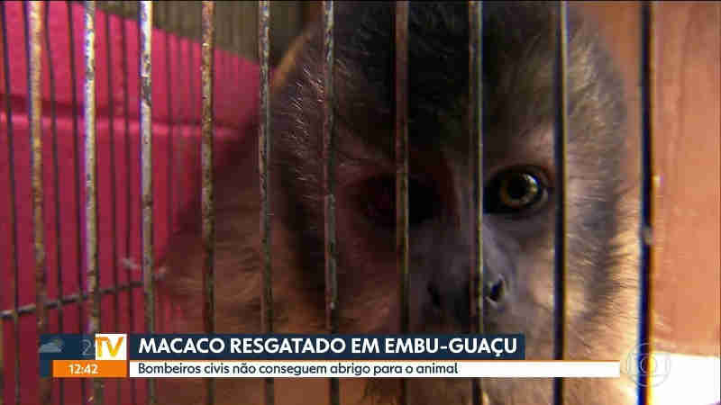 Bombeiros resgatam macaco machucado em Embu-Guaçu, na Grande SP