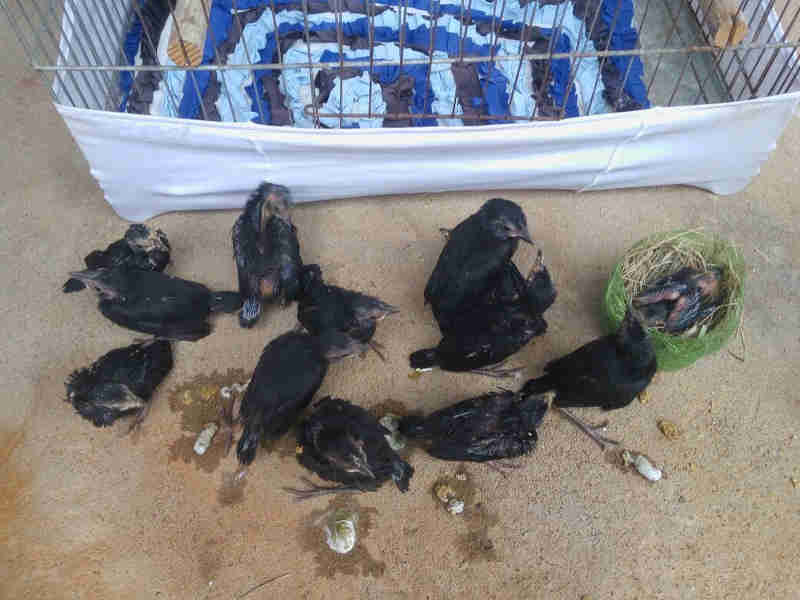 Morador de Narandiba (SP) leva multas de mais de R$ 50 mil por manter aves silvestres em cativeiro