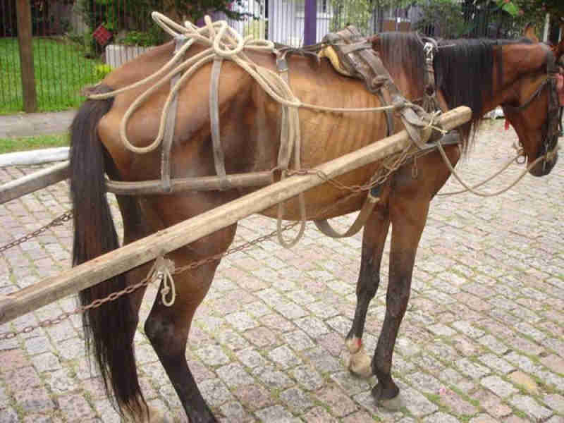 Câmara de Osasco (SP) quer proibir carroças puxadas por animais