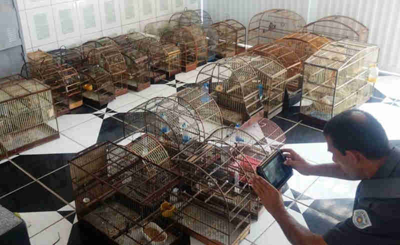 Homem é preso e multado em R$ 391 mil por manter mais de 100 aves ilegalmente em Praia Grande, SP