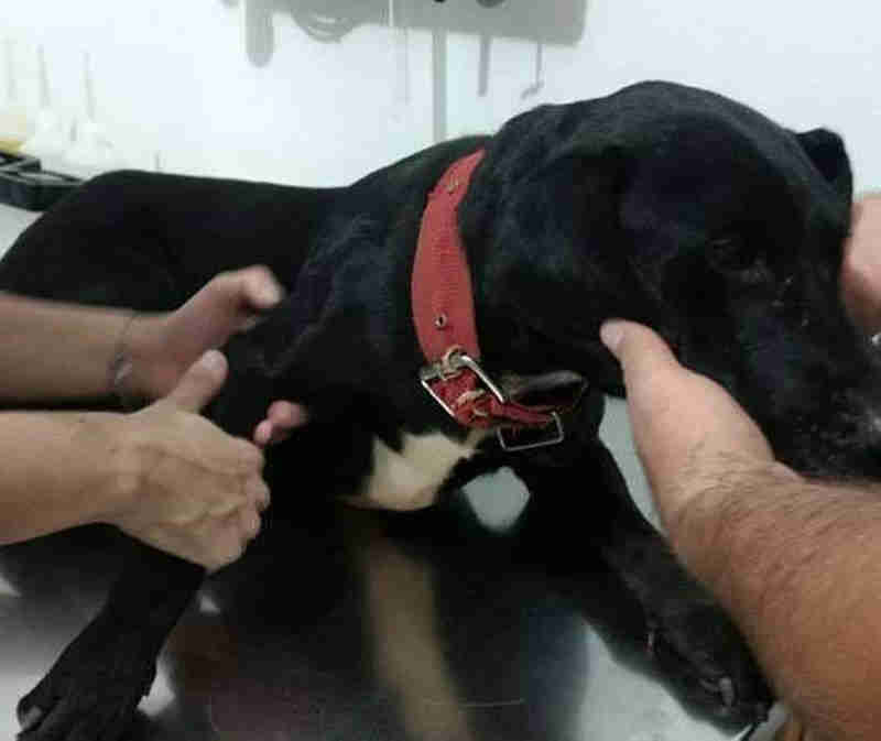Homem é preso depois de agredir cachorros com uma cinta