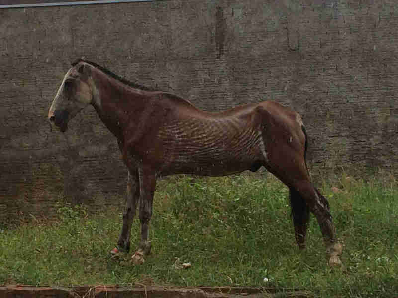 Cavalo é abandonado em terreno de Bauru (SP) com sinais de maus-tratos