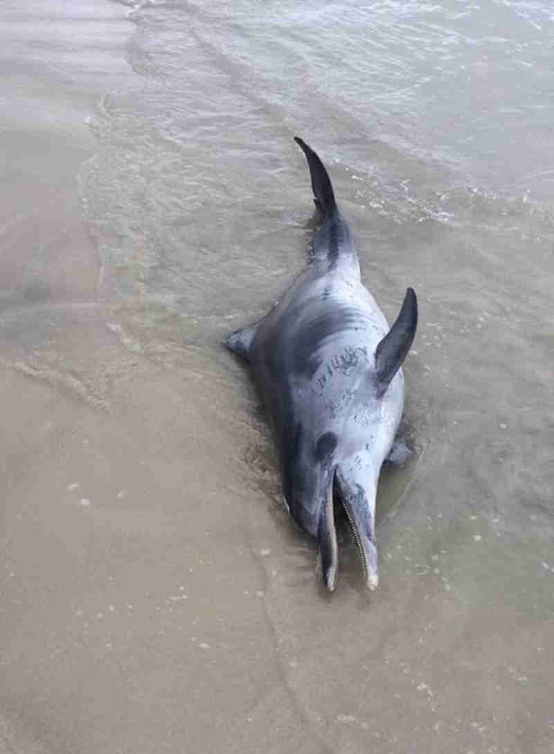 Golfinho é encontrado morto com marcas de rede de pesca em Bertioga, SP