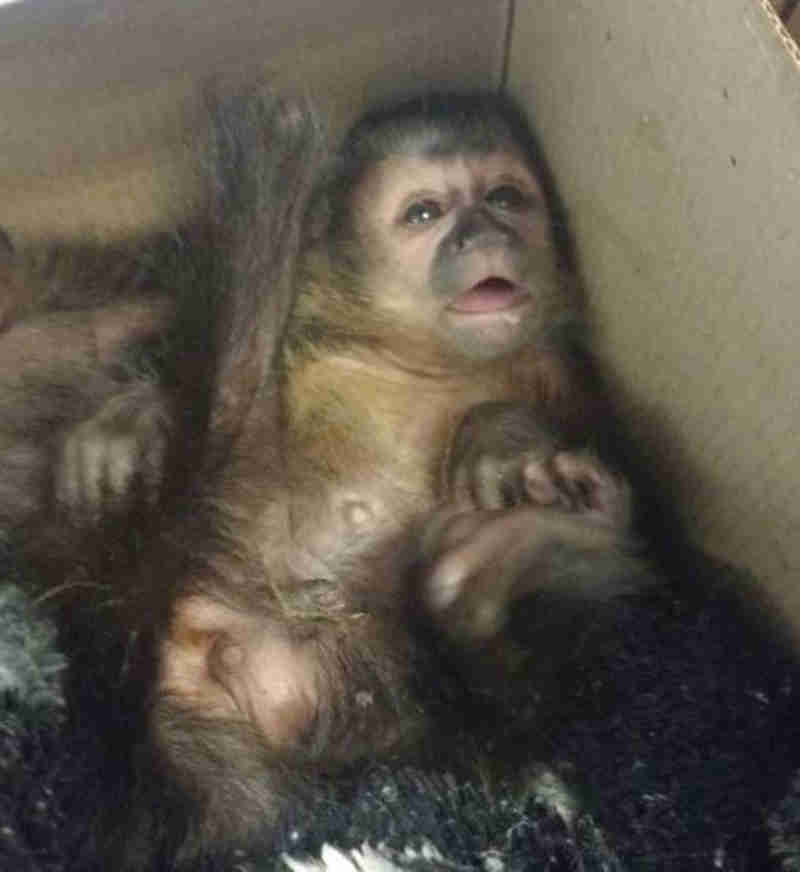 Cinco macacos-prego são apreendidos com casal em pedágio pelo TOR