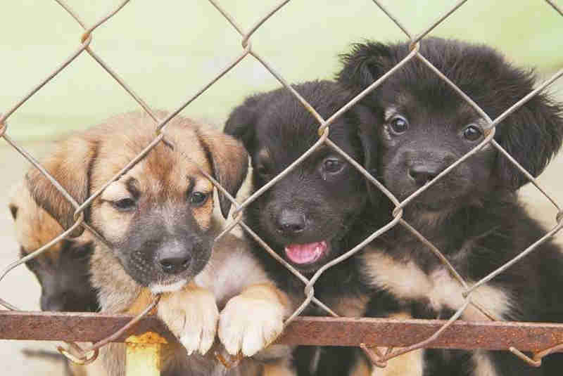 Quase 200 animais foram adotados neste ano do CCZ de Guarulhos, SP