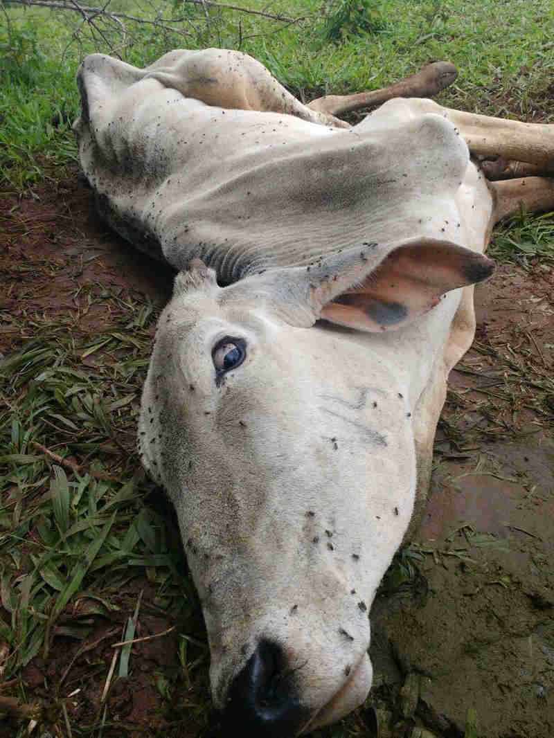 Polícia Ambiental multa dono de sítio em R$ 140 mil por deixar gado agonizando em pasto