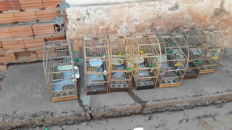Morador de Piratininga (SP) é multado em R$ 4 mil por manter pássaros em cativeiro