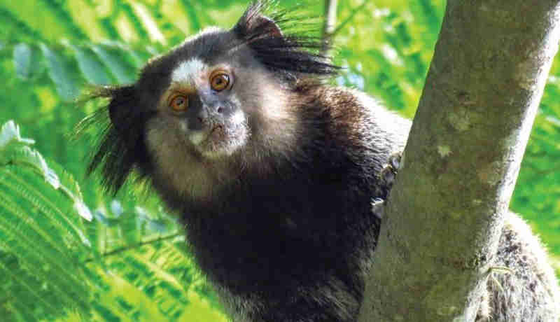 Defesa Civil divulga laudo de exame realizado em macaco que foi encontrado morto em Ribeirão Pires, SP