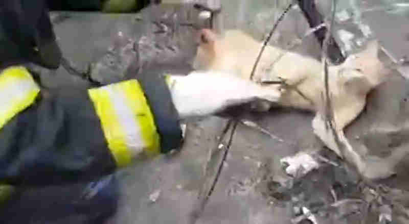 Gato preso em arame farpado é resgatado por bombeiros; veja vídeo