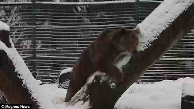 Urso aprisionado durante 20 anos se emociona ao ver a neve pela primeira vez; vídeo